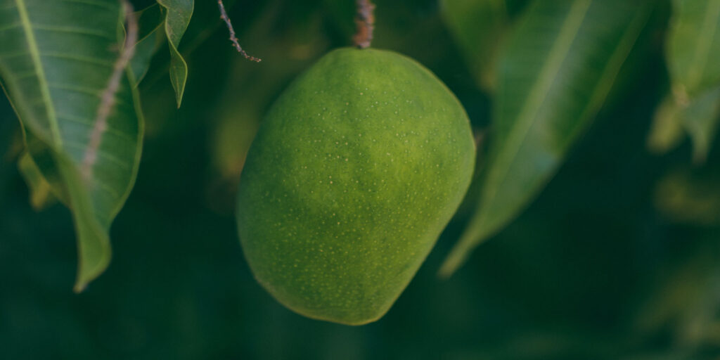 Mango Splash Oil
